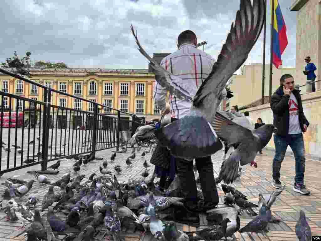Un padre de familia y su hija le dan de comer a las palomas en la Plaza de Bolívar donde se ha restringido el acceso debido a los preparativos de posesión de Gustavo Petro.