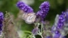 How to Slowly Make a ‘Natives Only’ Garden
