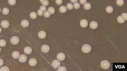 La parafilosis suele presentar cuadros de erupciones dolorosas, que pueden aparecer en lo ojos, la boca, la vagina o las uñas. El Departamento de Microbiología de la Facultad de Medicina de la Universidad Autónoma de Nuevo León, en México, le adjudica irritación en membranas internas del organismo y del sistema digestivo. Es notable su presencia en manos de personal sanitario en hospitales. (Ilustración cortesía Researchgate)