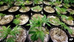 Ganja