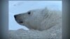Study: Melting Sea Ice Spells Death for Polar Bears