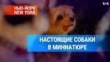 Настоящие собаки в миниатюре 