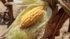 FAO Prihatin Harga Jagung dan Gandum Naik