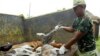 Study: Rabies Kills 59,000 People Annually