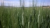 Farming Changes May Hold Key to Ethiopia's Industrial Goals 