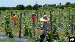 Los migrantes indocumentados en Homestead, Florida, viven bajo el miedo a las deportaciones y redadas impulsadas por las políticas migratorias de Donald Trump.