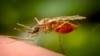 El mosquito anófeles que transmite la malaria.
