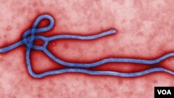 Wabah virus Ebola telah menewaskan lebih 100 orang di Guinea dan Liberia (foto: ilustrasi).