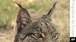 IUCN:地中海六分之一哺乳动物面临灭绝
