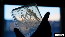 A researcher at NovoBiotic Pharmaceuticals holds up a sample of the bacterium Eleftheria terrae, the basis for a promising new antibiotic Teixobactin, in Cambridge, Massachusetts, Nov. 22, 2016. 