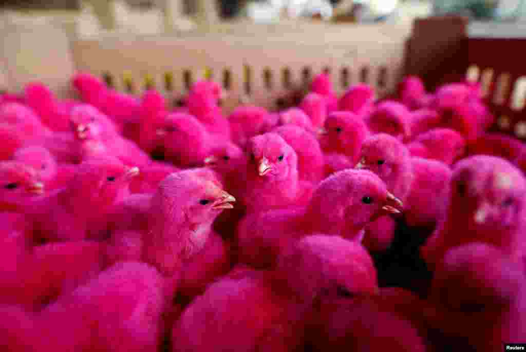 Chicks dyed red are up for sale at a small poultry market in Jakarta, Indonesia.