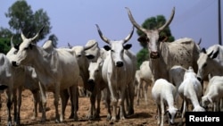 Shanun Fulani.
