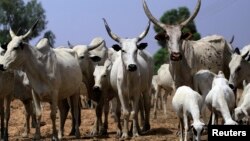 Shanun Fulani.
