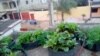 Les Togolais optent pour l'agroécologie en milieu urbain