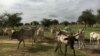 Africa’s Great Green Wall: Researchers Push New Advances Despite Conflict, Funding Challenges