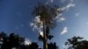 Study: Illegal Fishing, Harm to Amazon Forest Linked to Tax Havens