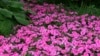 How to Help Your Garden Get Through the Heat