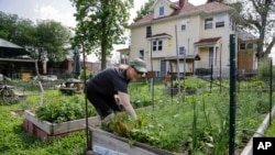 In this 2014 photo, urban gardener Jo Bartikoski picks dill from her garden patch at the Dundee community garden in Omaha, Nebraska. Some are looking to expand so-called urban farms to produce more healthy food for city residents. (AP Photo/Nati Harnik)