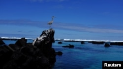 Una gran garza azul posa sobre una roca en la Isla Isabela en el parque nacional Galápagos, Ecuador. Foto de archivo del 11 de octubre de 2016.