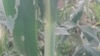 Armyworm devastates crops in Matabeleland province