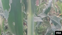 Armyworm devastates crops in Matabeleland province
