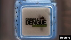 FILE - Mosquitoes with the dengue-blocking Wolbachia bacteria were released in the Tubiacanga neighborhood in Rio de Janeiro, Sept. 24, 2014. Similar actions took place in Australia, Vietnam and Indonesia to fight dengue fever.