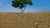 Global $500M Data Drive Aims to Boost Harvests, End Hunger