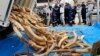 US, World Act to Save Elephants