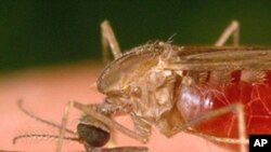 Ana yada kwayoyin cutar Malaria ta macen sauro kamar wan nan da aka gani awan nan hoto.