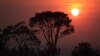 WWF: Earth Biodiversity Declining Rapidly