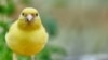 Time to 'Sing Like a Canary'