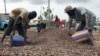 Chocolate's Cheap Thrill at Risk