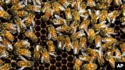 FILE - Bees, which pollinate about one-third of the world's fruits and vegetables.