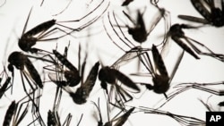 FILE - Aedes aegypti mosquitoes sit in a petri dish at the Fiocruz institute in Recife, Pernambuco state, Brazil, Jan. 27, 2016
