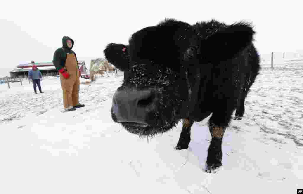 Isabella and Zadok Graff check on their family's beef cattle during freezing temperatures in Middletown, Illinois, Jan. 7, 2014.