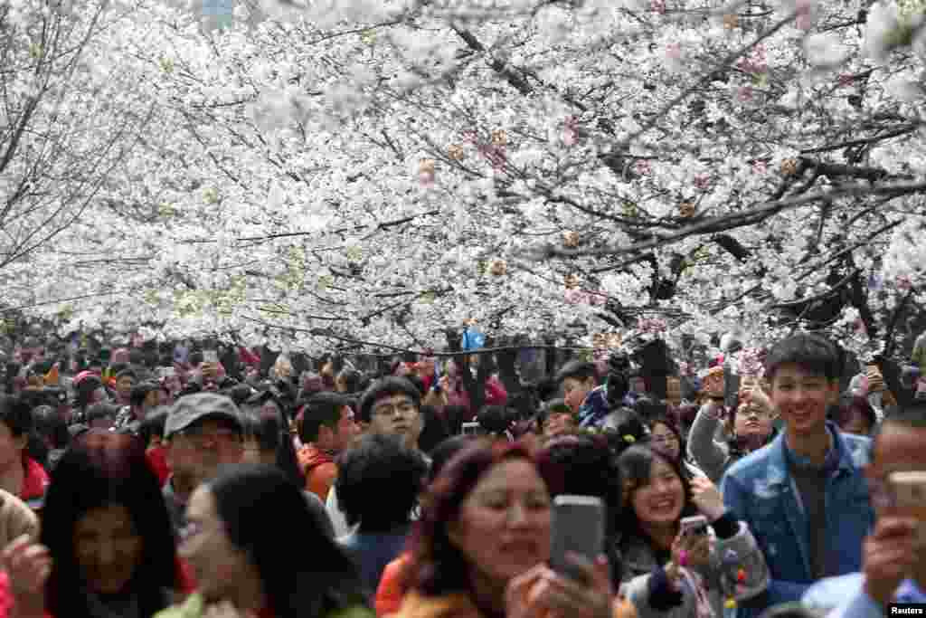 2017年3月21日，中国江苏省南京市的樱花盛开，游客们拍照。