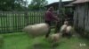 Rare Horse Breed Revived for Choctaw Nation