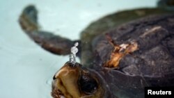 Una tortuga herida se recupera en un tanque luego de que voluntarios limpiaran sus heridas, en el Centro de Rehabilitación de Fauna Marina, en Salango, Ecuador, el 11 de octubre de 2021. 