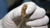 Thailand's Legislature Legalizes Medical Use of Marijuana