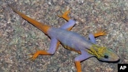 A psychedelic gecko [Cnemaspis psychedelica] is seen on this undated handout released World Wildlife Fund, December 12, 2011. 