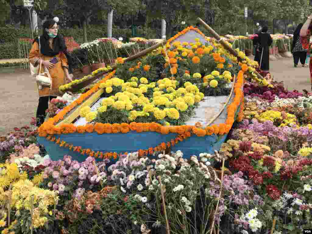 گلِ داؤدی کی مختلف اقسام کو گملوں اور اسٹینڈز پر سجایا گیا ہے۔