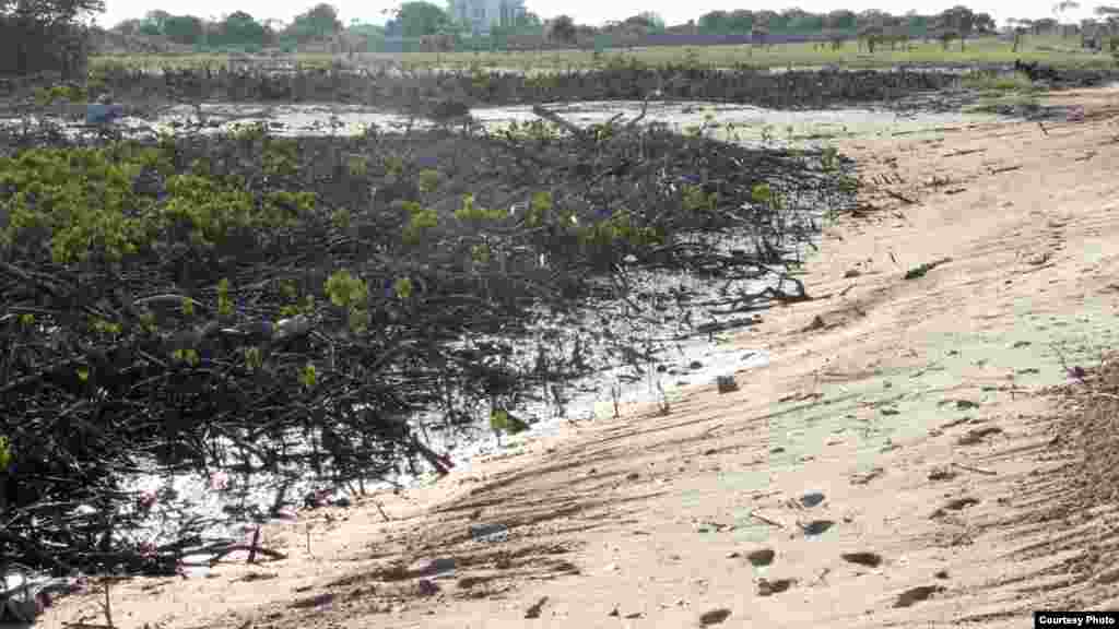 Des cres des mangroves ont déjà été défrichées pour faire place à de nouveaux ports, et beaucoup d'autres installations du genre seront consutriuts, avec des conséquences graves à l'environnement pour la région, Photo prise le 25 novembre 2014. (Hilary Heuler / VOA News)