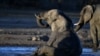 Botswana to Proceed with Elephant Hunts Despite Red List 