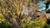 When Planning Spring Garden, Think About Next Winter’s Too
