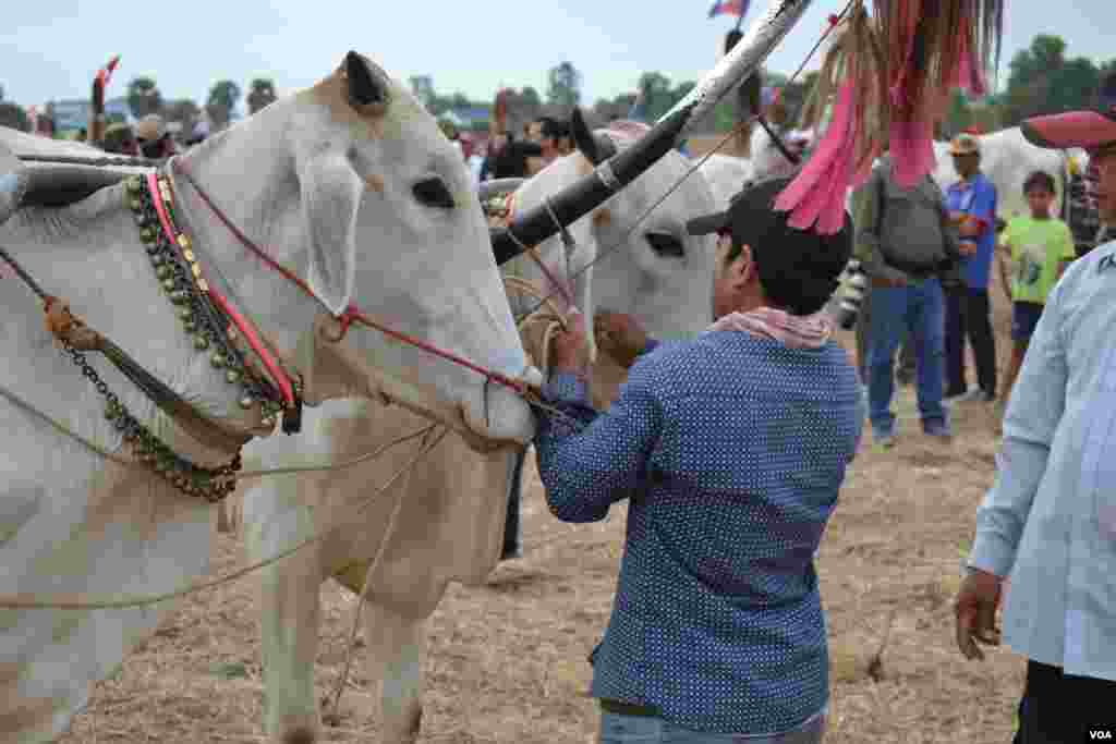 អ្នកបរម្នាក់រៀបចំគោដើម្បីចូលរួមក្នុងការប្រណាំងរទេះសាឡីគោនៅឃុំរលាំងគ្រើល ស្រុកសំរោងទោង ខេត្តកំពង់ស្ពឺ កាលពីថ្ងៃទី០៧ ខែមេសា ឆ្នាំ២០១៩។ (ណឹម សុភ័ក្រ្តបញ្ញា/VOA)