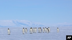 Penguin kaisar menyebrangi laut es dekat Ross Island, Antartika, 9 Desember 2012.