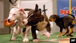 There are two big games on Sunday: the Super Bowl and the Puppy Bowl.