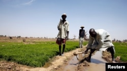 Des agriculteurs nigérians s'occupent de leur culture de riz à Dabua, Bauchi, Nigeria, le 2 mars 2017. 