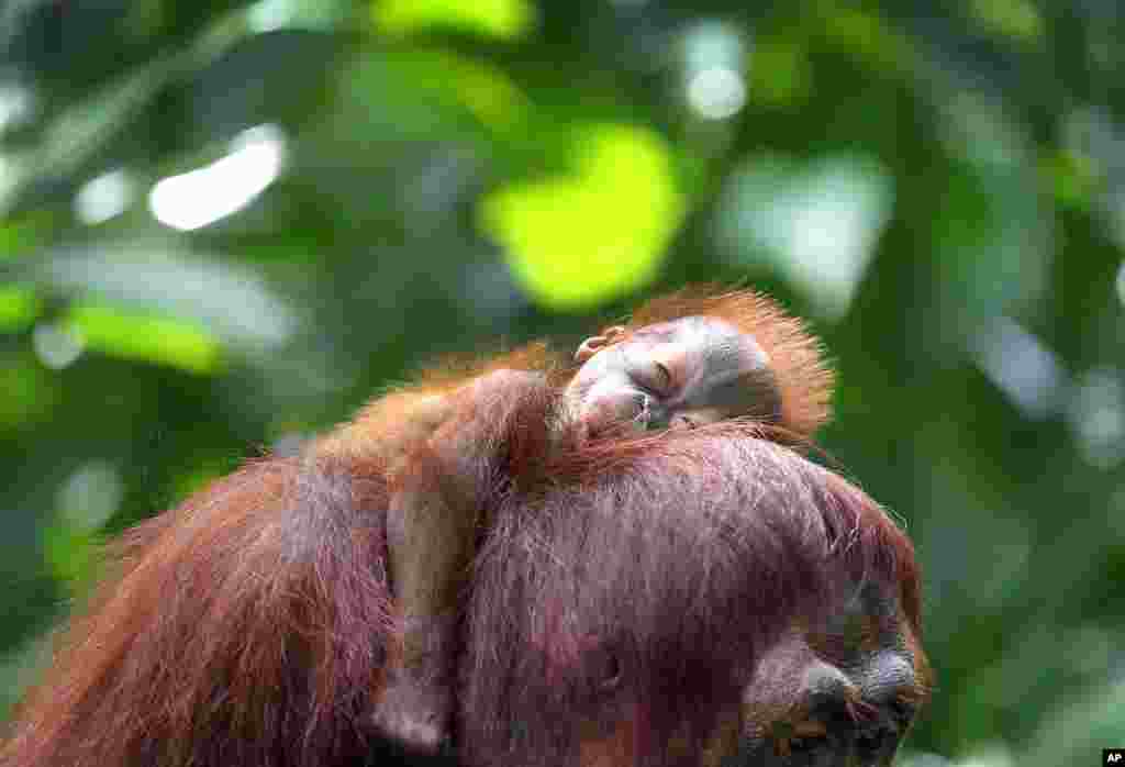 Bir oylik orangutan onasining boshida... Singapur.