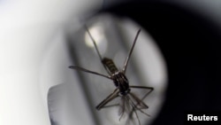រូបឯកសារ៖ មូស aedes aegypti បង្ហាញនៅ National Environmental Agency ក្នុងប្រទេសសិង្ហបុរី